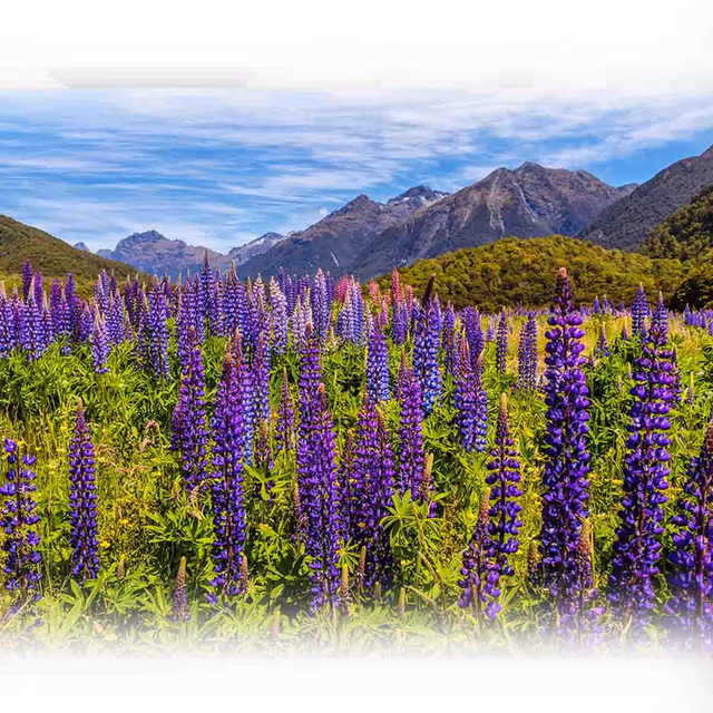 New Zealand Flowers Week