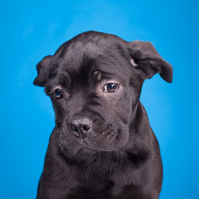 No Pet Store Puppies Day