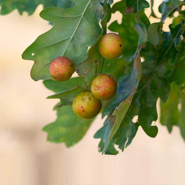 Oak Apple Day