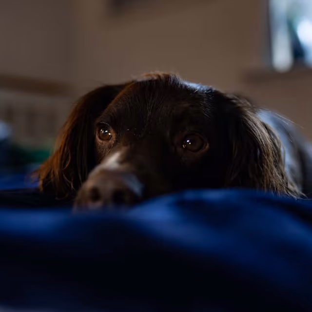 Pet Diabetes Month