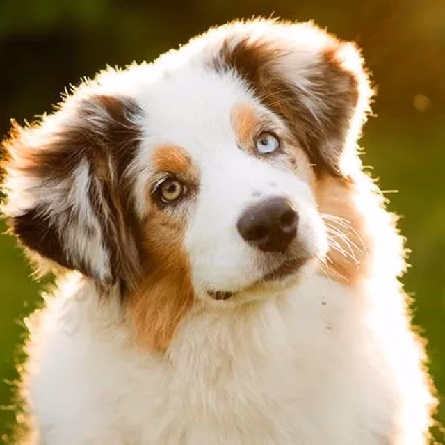 Pet Tricks Day