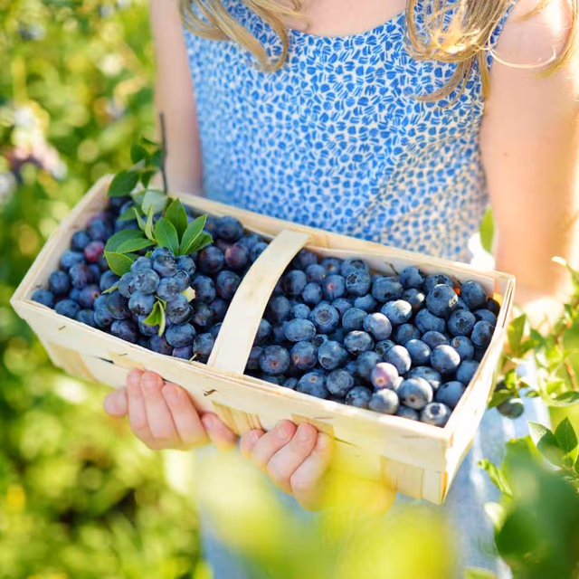 Pick Blueberries Day