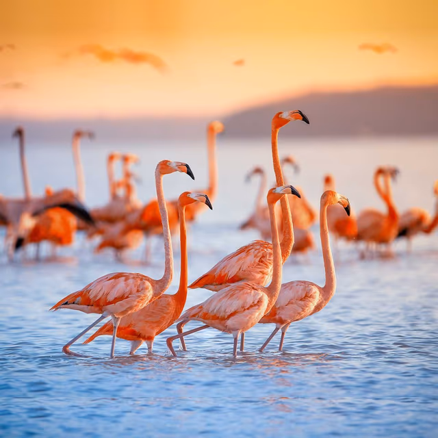 Pink Flamingo Day