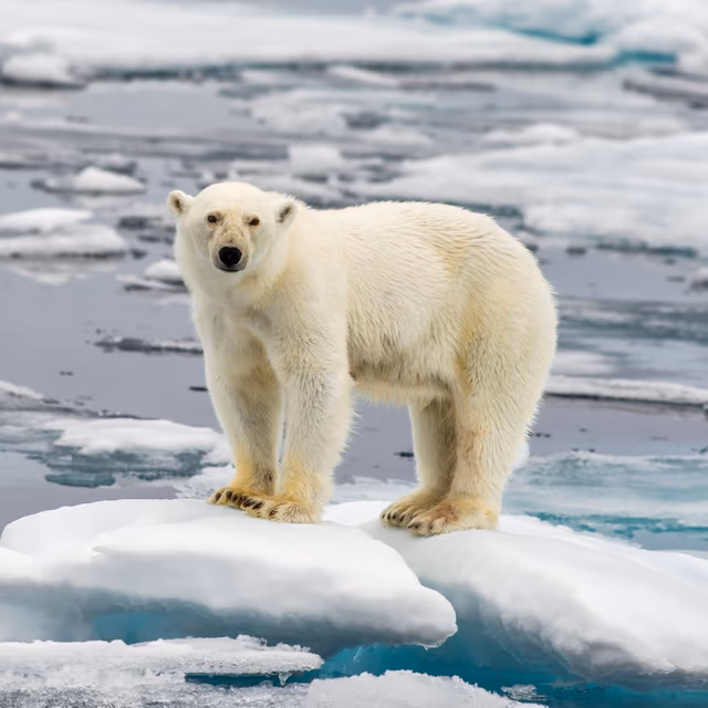 Polar Bear Week