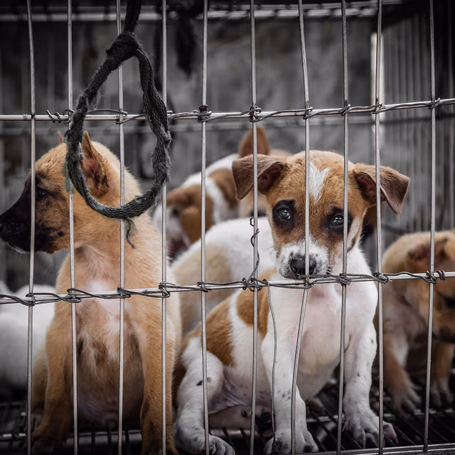 Prevention of Cruelty to Animals Month