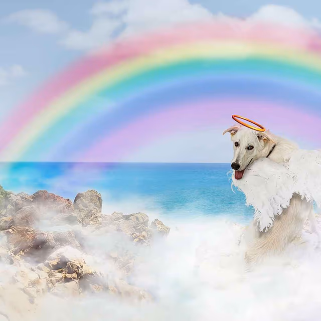 Rainbow Bridge Remembrance Day