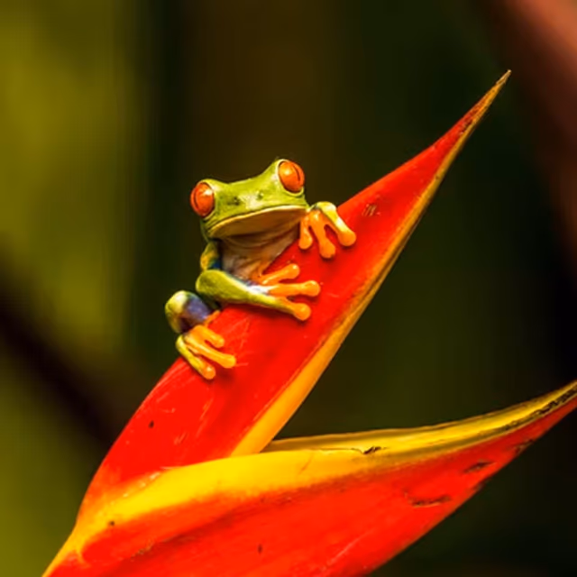 Save the Frogs Day