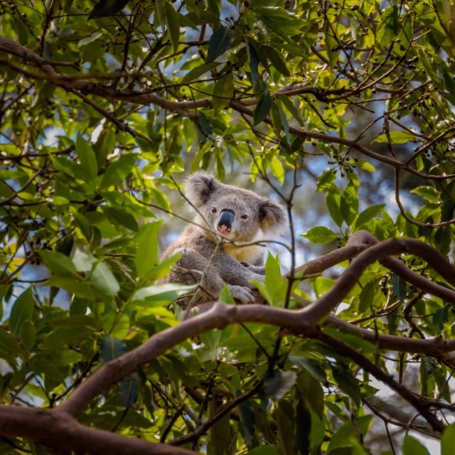 Save The Koala Day