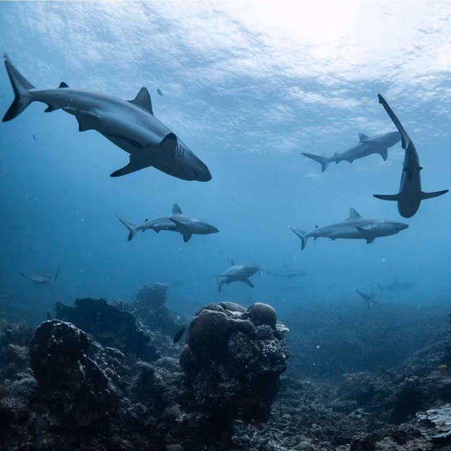 Shark Awareness Day