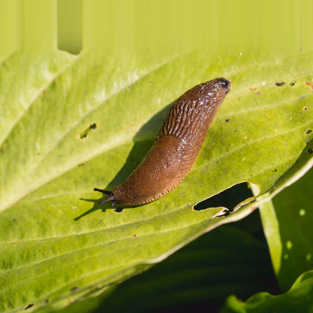 Slugs Return From Capistrano Day