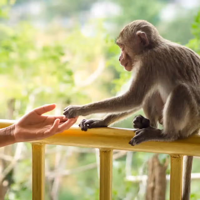 Take a Monkey to Lunch Day