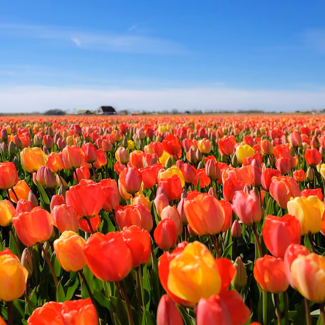 Tulip Day