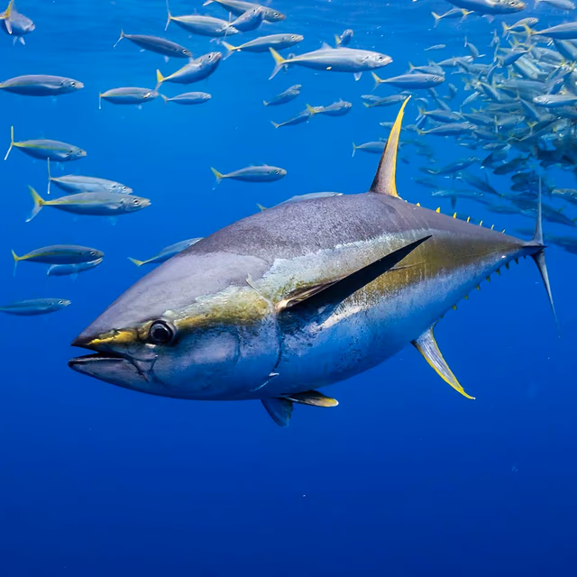 Tuna Rights Day