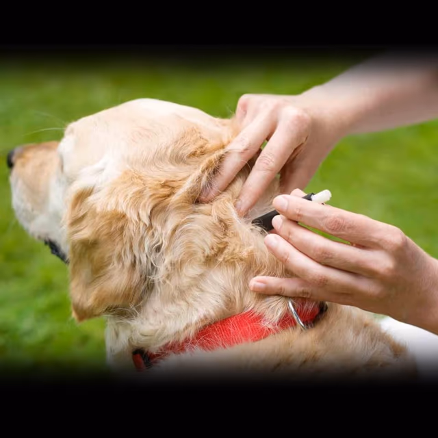 UK Tick Bite Prevention Week