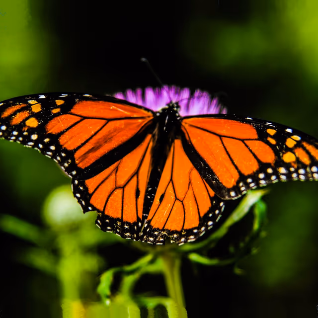 Western Monarch Day