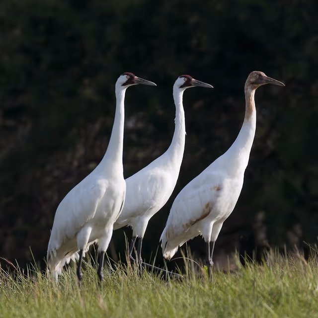 Whooping Crane Festival