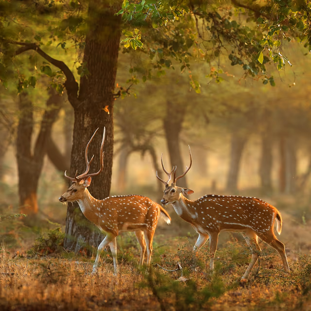Wild About Wildlife Month