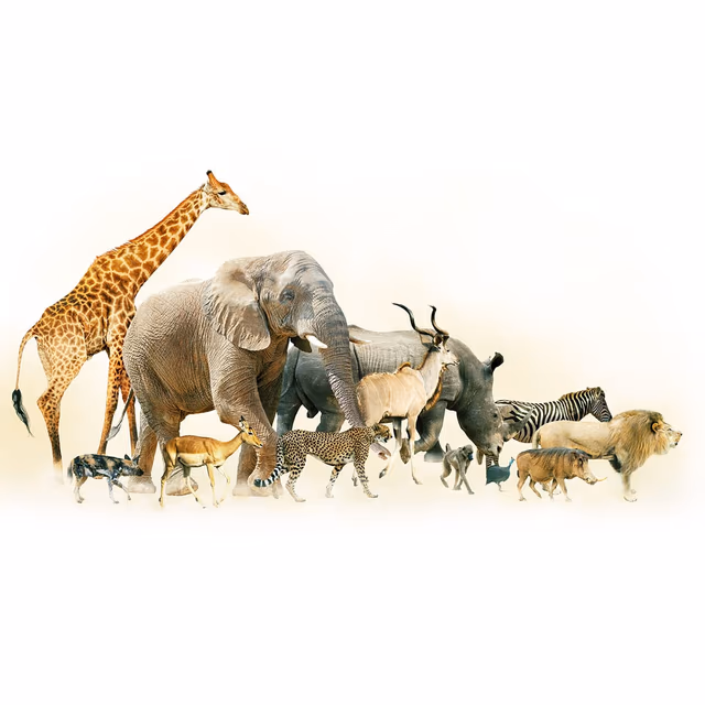 World Animal Month