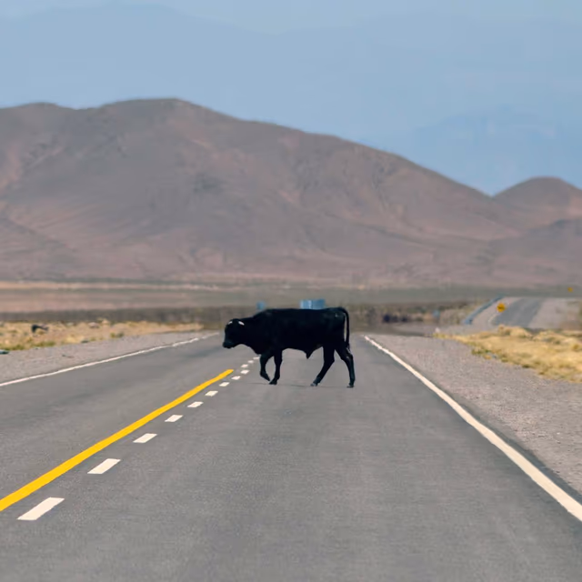 World Animal Road Accident Awareness Day