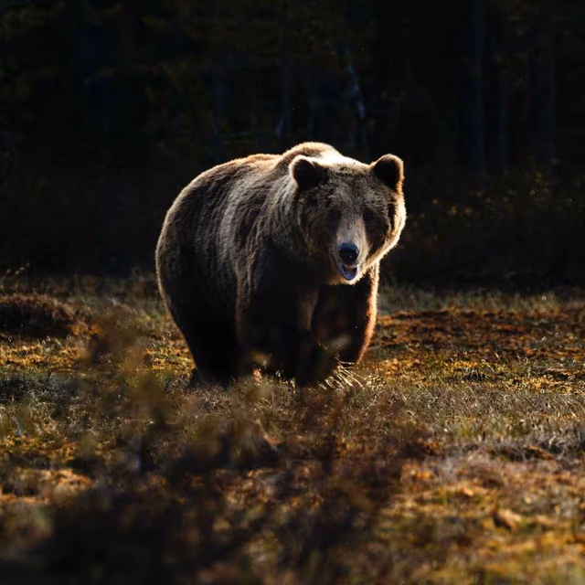 World Bear Day