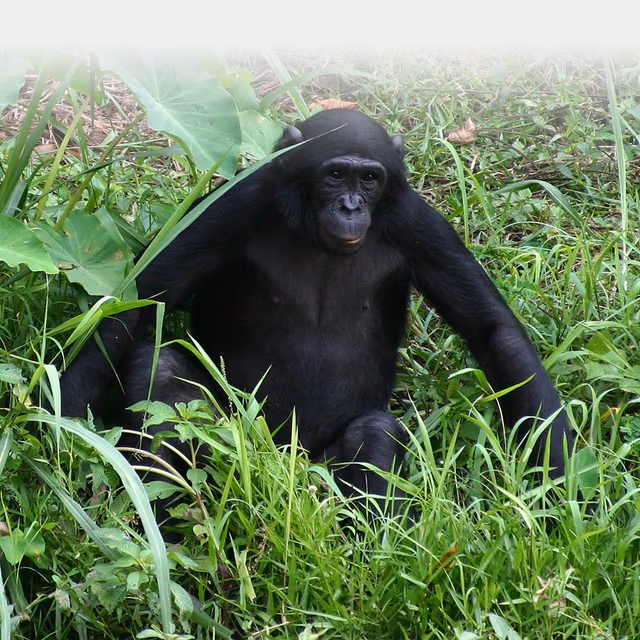 World Bonobo Day