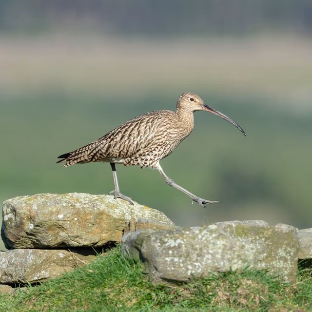 World Curlew Day