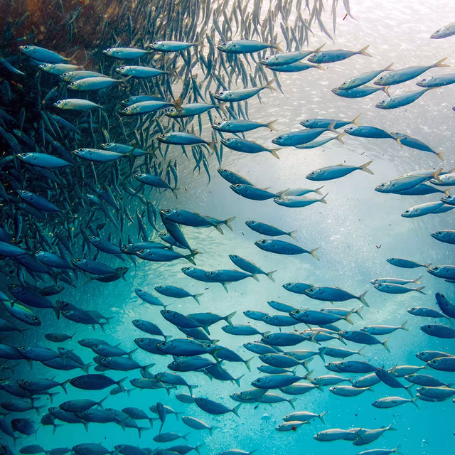 World Fish Migration Day