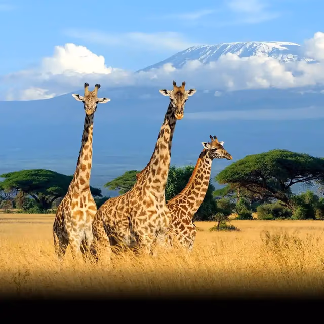 World Giraffe Day