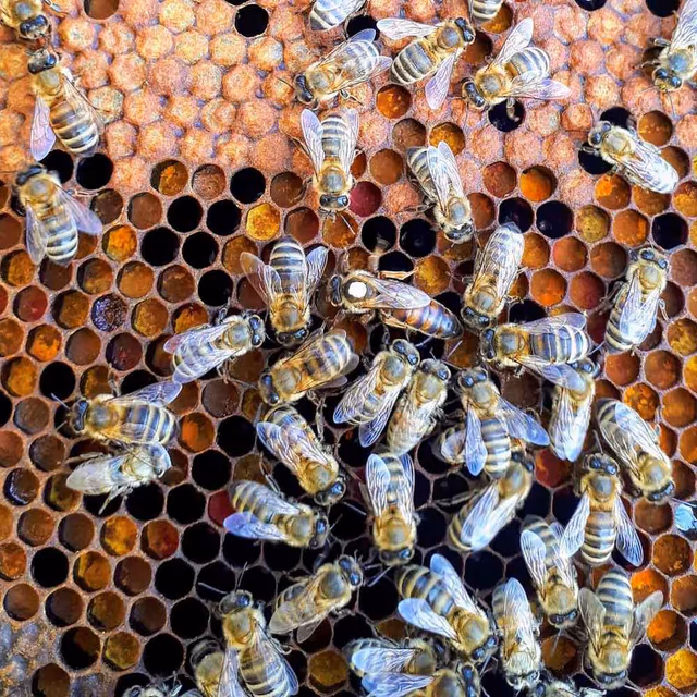 World Honey Bee Day