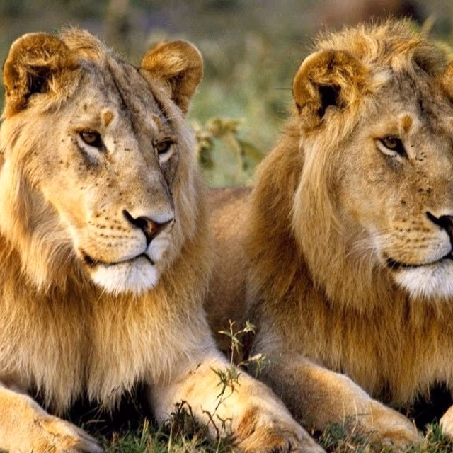 World Lion Day