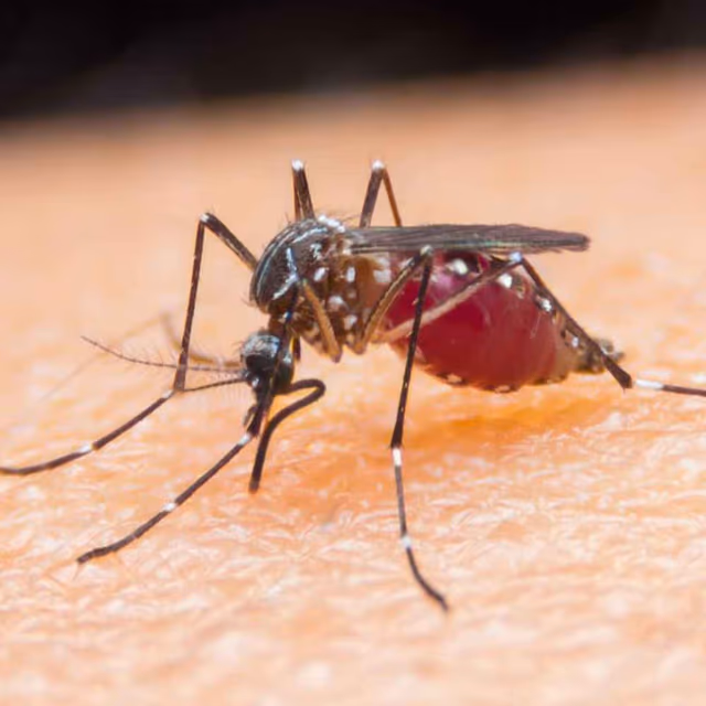 World Mosquito Day