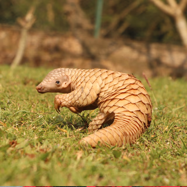 World Pangolin Day