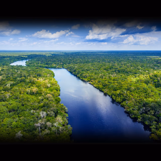 World Rainforest Day
