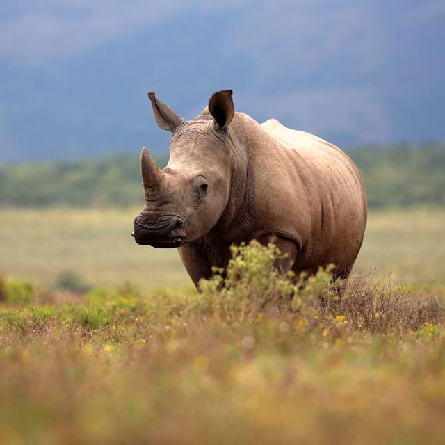 World Rhino Day