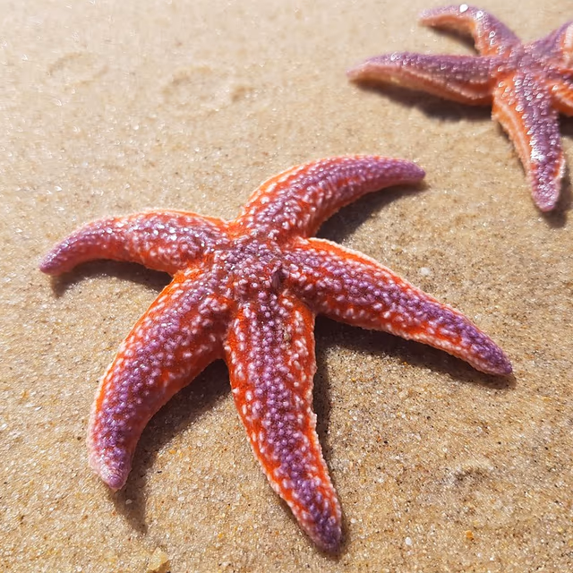 World Sea Star Day