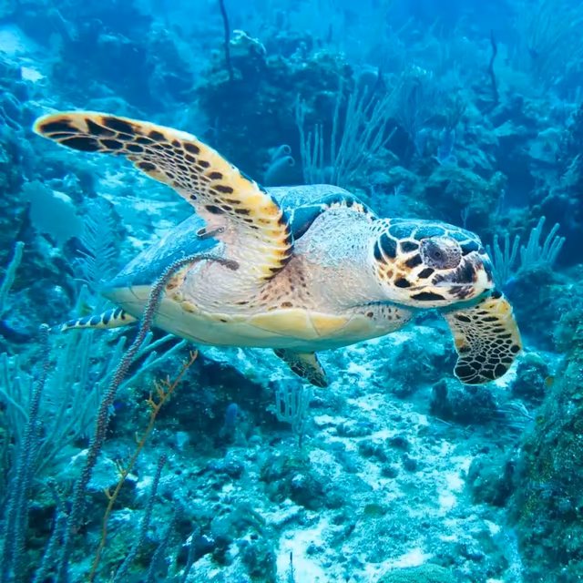 World Sea Turtle Day