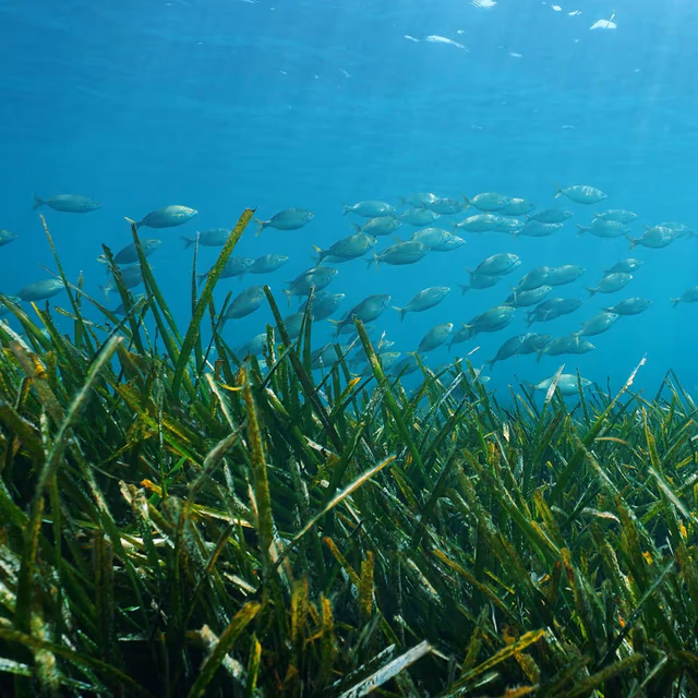 World Seagrass Day