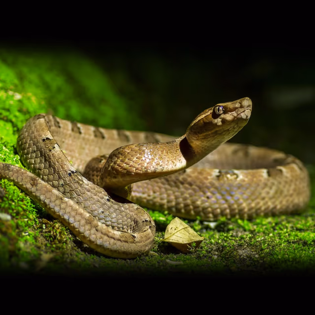 World’s Largest Rattlesnake Roundup